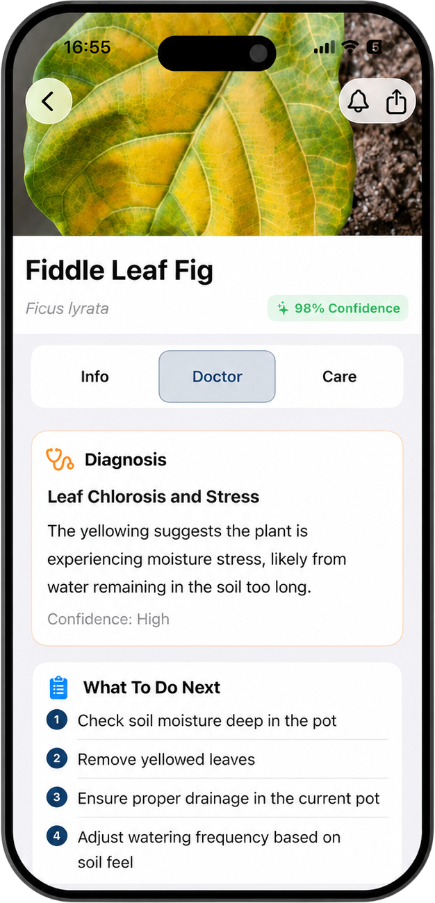 Plant Identifier app showing a diagnosed fiddle-leaf fig
